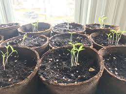 With a leaf between your fingers, use both hands gently with each hand pull the seedlings apart. How To Salvage Leggy Seedlings Hello Homestead
