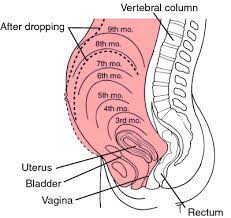At 9 weeks of pregnancy the uterus is actively growing. Pin On Pregnancy Childbirthing