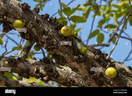 Image result for Ficus sansibarica