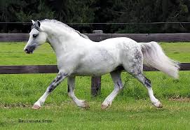 Find photos of welsh pony. Horse Breed Welsh Pony And Cob