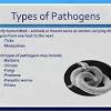 In medicine, the pathogen/parasite distinction is roughly analogous to the necrotroph/biotroph acv every morning. 1