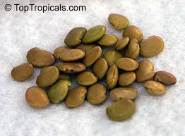 Image result for Bolusanthus