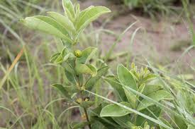 Image result for Fadogia tomentosa