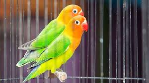 Daniel santacruz lento baixar musica / lento kizom. Cara Mewarnai Burung Anti Luntur Pakan Burung Anis Murai Anti Stress Pellet 450 Gr Juara