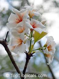 Image result for Vernicia