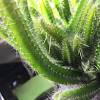 Grusonii ) is a common desert ornamental, noted for its striking golden spines; Https Encrypted Tbn0 Gstatic Com Images Q Tbn And9gcr7dhwznnrqqx2kx Rscxmr Lljxesewvcfv4rf1kqviw3f5zoa Usqp Cau