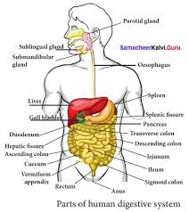 Check spelling or type a new query. Samacheer Kalvi 9th Science Solutions Chapter 20 Organ Systems In Animals Samacheer Kalvi