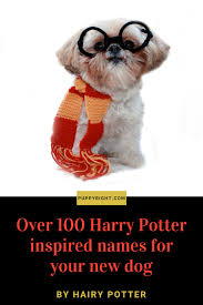 What better way to acknowledge your love for harry and his friends than by naming your dog something associated with the books or movies? 100 Harry Potter Dog Names Harry Potter Dog Harry Potter Dog Names Harry Potter Pet Names
