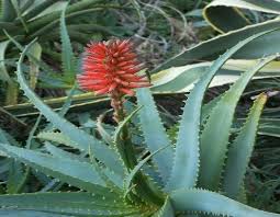 Image result for Asphodelaceae