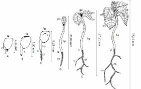 Definiții din dicționarul explicativ român pentru plantula: Fases Da Germinacao E Formacao De Plantula De Psidium Cattleianum Download Scientific Diagram