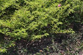 Image result for Chamaecrista zambesica