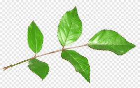 Maybe you would like to learn more about one of these? Rose Leaves Png Images Pngegg