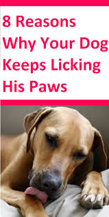 Pin On Dogs Little Habits And Signs