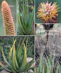 Image result for Aloe spicata