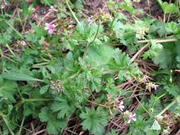 Image result for Pelargonium grossularioides