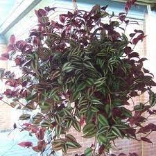 Pin On Gardening