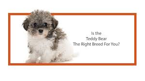 This little breed does not need a lot of exercise, they will be lively and energetic at home, which will be enough. Everything You Need To Know About Teddy Bear Puppies 2019 Youtube