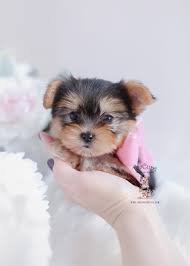 Nov 27, 2019 · morkie basics. Teacup And Toy Morkie Puppies Teacup Puppies Boutique