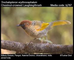 Image result for Erythrocephalum