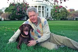 Chocolate labrador puppies ready.they have been bred for health and temperament. Labrador Retriever Lab Dog Breed Information Characteristics Daily Paws