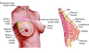The breast is located on the anterior thoracic wall. Breast Taber S Medical Dictionary