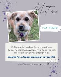 Meet Sasha: Smart, Sweet, and Adorable Dog Ready for Adoption