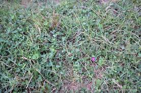 Image result for Urochloa dictyoneura