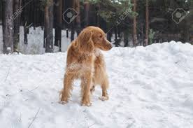 Young Red Russian Spaniel Dog Looking At Something In The Winter Stock Photo Picture And Royalty Free Image Image 127352737
