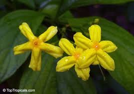 Image result for Pseudomussaenda