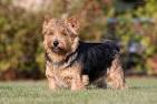 Norwich Terrier Dog Breed Profile | Petfinder