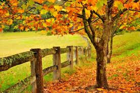 It is approximately halfway between sydney and brisbane at the junction of the new england highway and waterfall way. The Best Autumn Destination In Australia My Pool Guy
