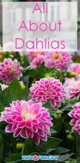 Flower Spotlight The Magnificent Dahlia Ask Wet Forget Beautiful Flowers Garden Growing Dahlias Dalia Flower