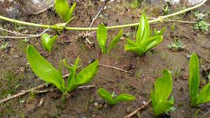 Image result for Ophioglossum gomezianum