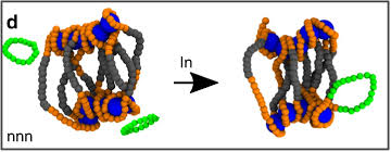 2 department of physics and biophysics, university of san diego, san diego, ca 92110, usa. Davide Michieletto