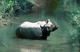 Wildlife corridors allow animals to move from place to place without interference from humans. The 5 Most Important Wildlife Corridors In The World Lifegate