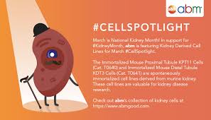 Facebook Learn how your kidneys filter blood, why kidneys are important, and how kidneys help maintain a healthy balance of water, salts, and minerals in your body. facebook