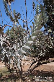 Image result for Marsilea macrocarpa