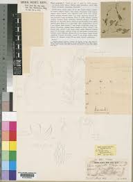 Image result for Faroa involucrata