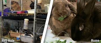 Lucy And Peggy From Hoarding Hellhole To Home Peta Kindness To Animals Animal Rescue Animals