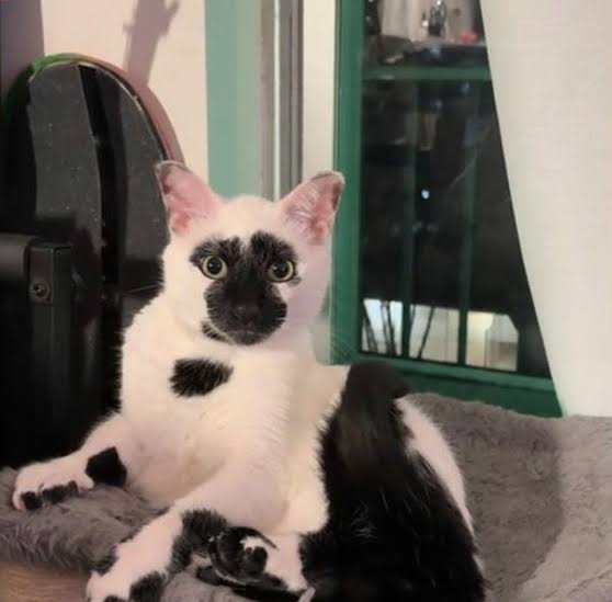 I'm Shocked".....to see that a reverse tuxedo is possible : r/funny
