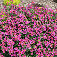 Image result for Nesaea rautanenii