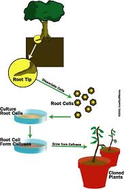 How Cloning Works Cloning Plants Propagating Plants Plant Tissue