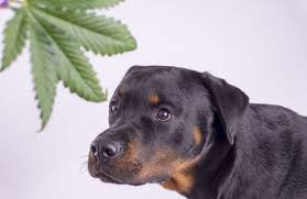 Learn how we can help. 13 Cbd Pet Product Companies Warned By Fda Petfoodindustry Com