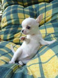 Hostinger Application Error Perros Animales Bebe Bonitos Cachorros Adorables