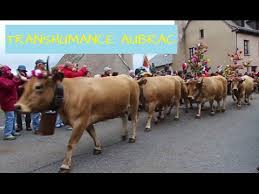 Du 21 au 23 juin 2019. Transhumance En Aubrac 2016 Youtube