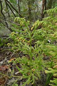 Image result for Lycopodiella caroliniana