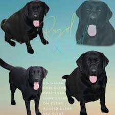 Cub is a beautiful boy, he is very well mannered. Yellow Lab Puppies 1 English Yellow Labs Yellow Lab Puppies For Sale In Wisconsin