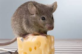 Maybe you would like to learn more about one of these? How To Get Rid Of Mice 4 Ideas That Keep Kids And Pets Safe Taste Of Home