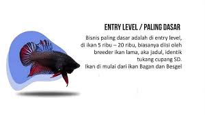 Banyak yang menyebut to be terikat dengan bentuk present, padahal to be bisa digunakan baik dalam present. Bisnis Ikan Cupang Berdasarkan Kelasnya Bakamaru Bettafish Facebook