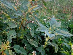 • leaf and stem surfaces are rough. Weed Profile Pigweeds Amaranthus Spp Eorganic